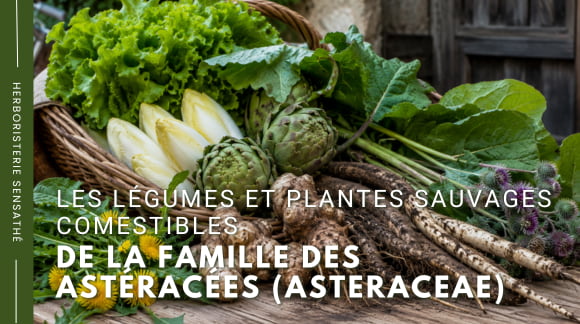 Les légumes et plantes sauvages comestibles de la famille des Astéracées (Asteraceae) - Herboristerie Sensathé